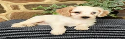 Cockapoo dogs for sale: Sugar - Ad 2