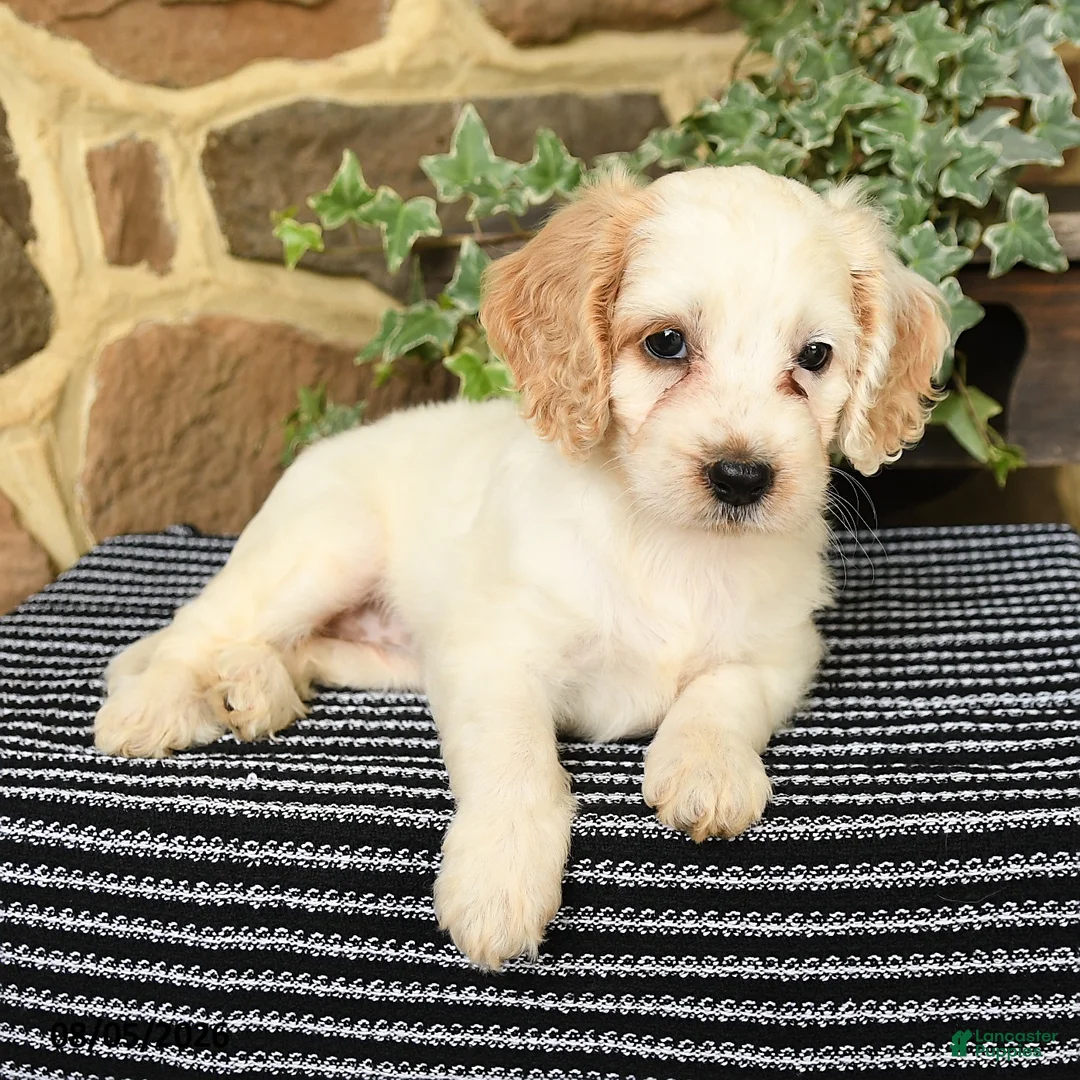 Cockapoo dogs for sale: Sugar - Ad 2