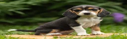 Beagle dogs for sale: Charity - Ad 2