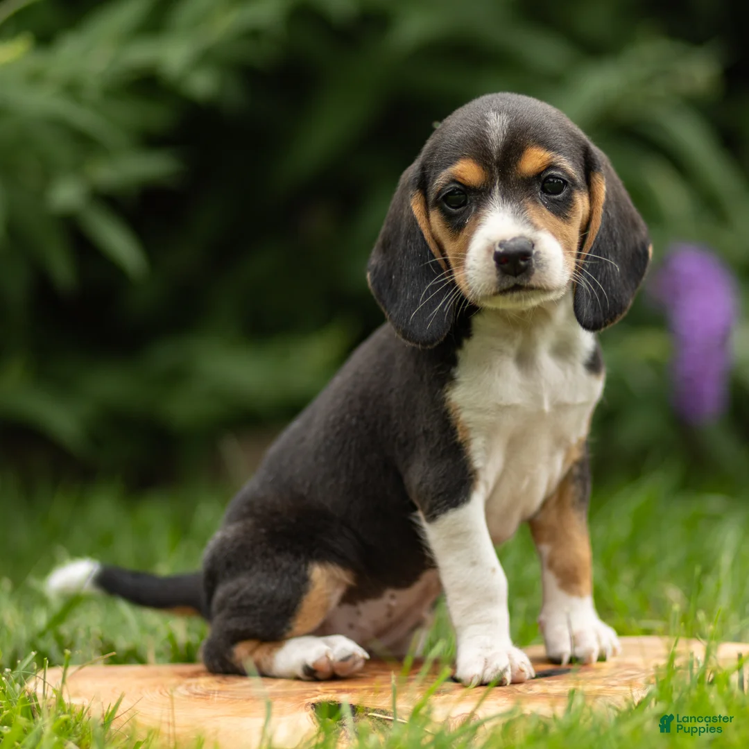 Beagle dogs for sale: Charity - Ad 2