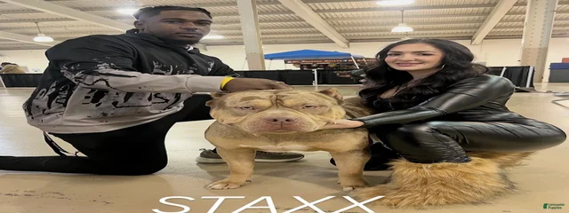 Staxx