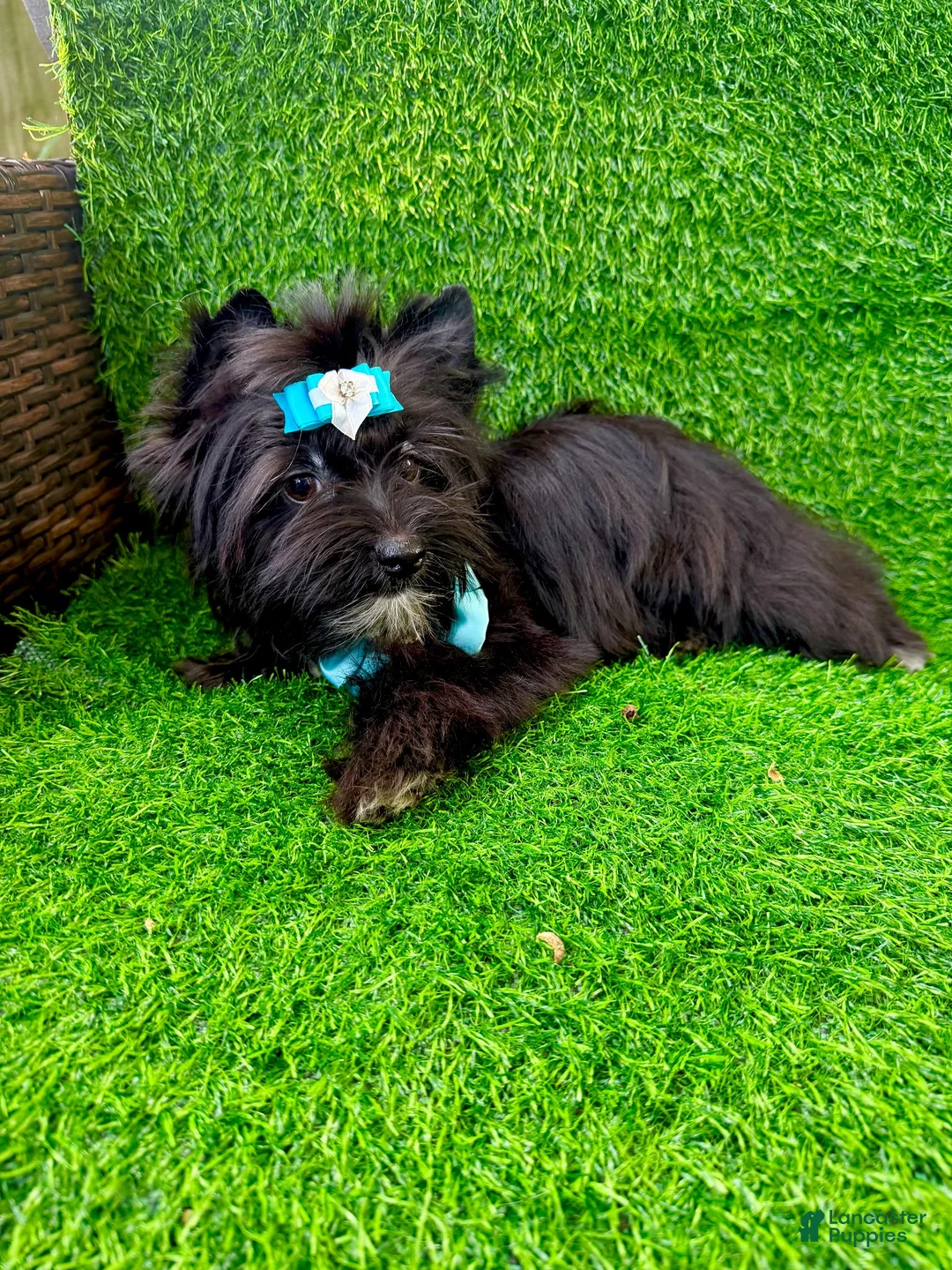 Yorkshire Terrier dogs for sale: Black male  - Ad 2