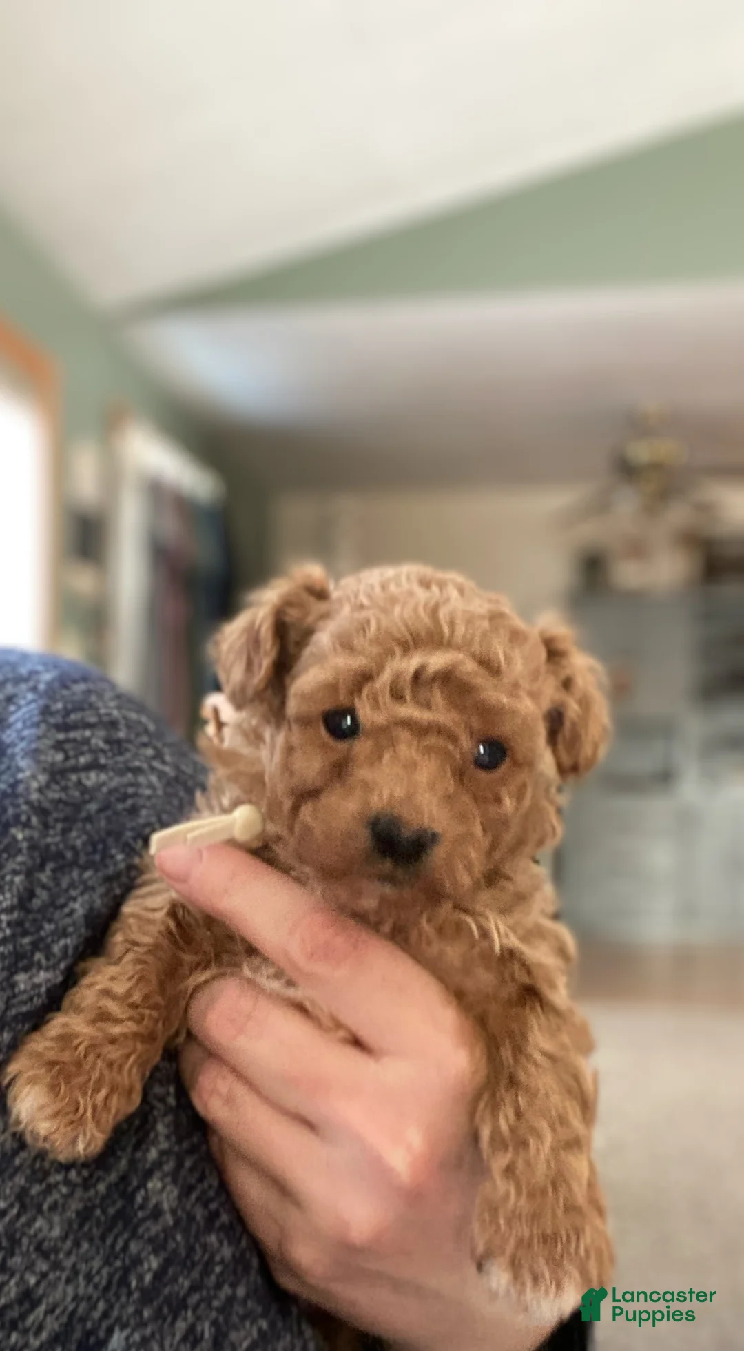 Toy Poodle dogs for sale: LITTLE ARCHIE - Ad 12