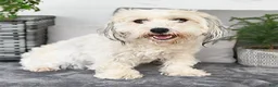 Havapoo dogs for sale: Twinkle - Ad 6