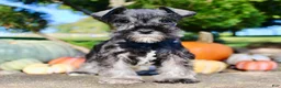 Miniature Schnauzer dogs for sale: Eddie Male AKC Mini Schnauzer - Ad 13