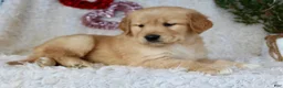 Golden Retriever dogs for sale: Golden Retriever Puppy Female 2 - Ad 4