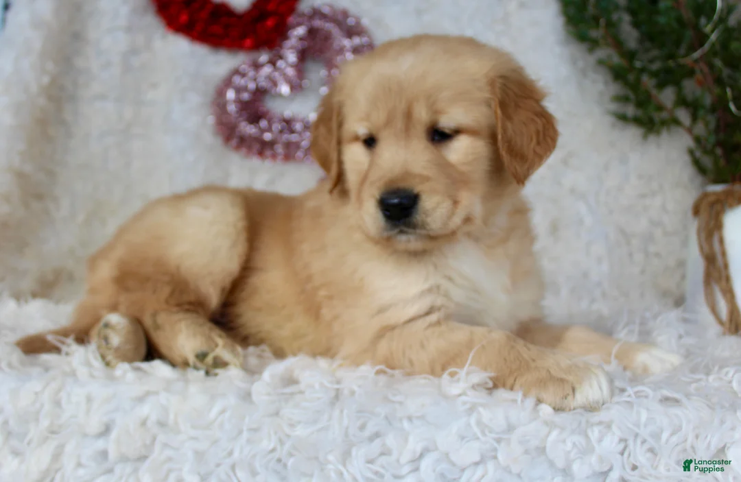 Golden Retriever dogs for sale: Golden Retriever Puppy Female 2 - Ad 4