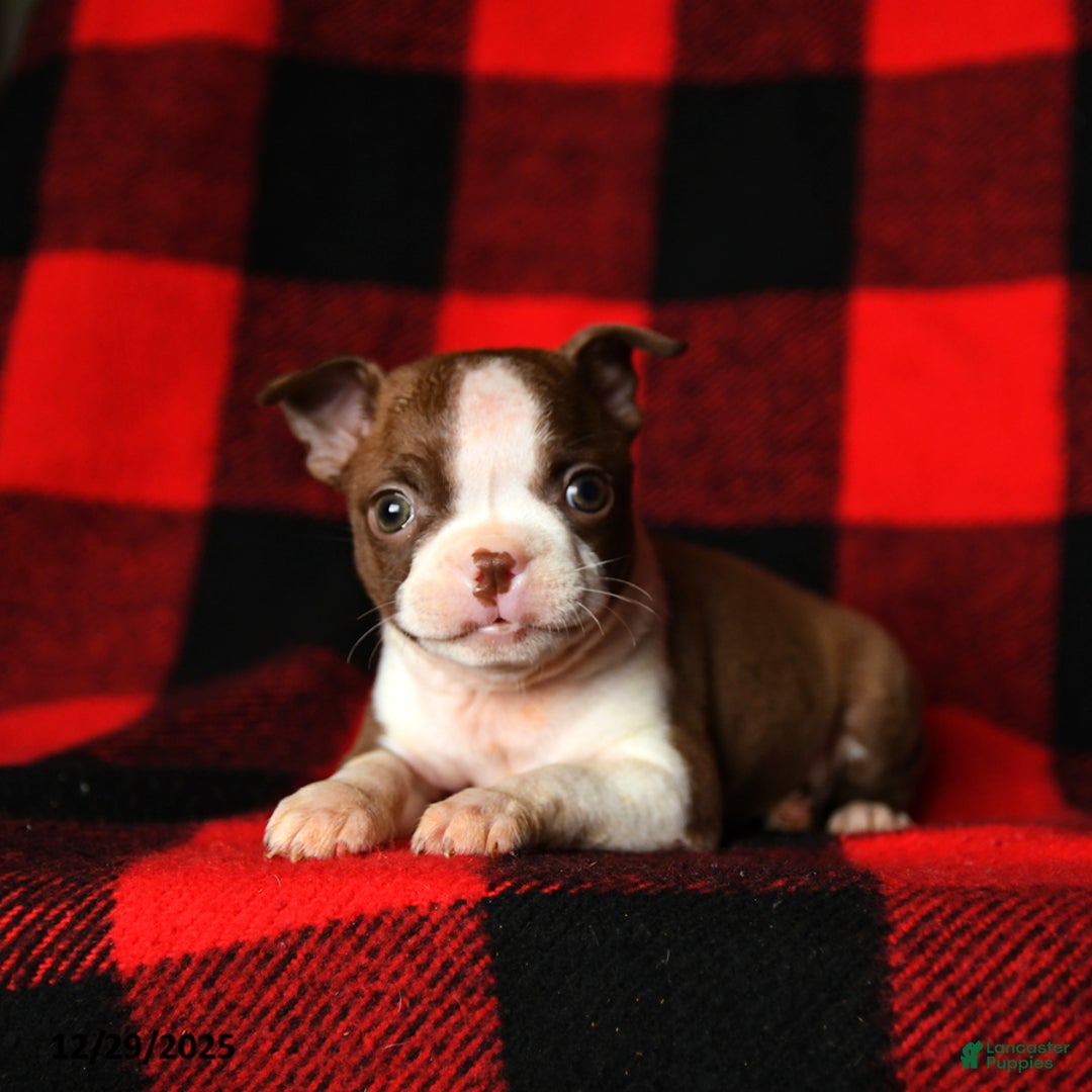 Boston Terrier dogs for sale: Luna  - Ad 1