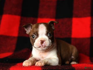 Boston Terrier dogs Luna - Ad 18