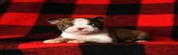 Boston Terrier dogs for sale: Luna  - Ad 4