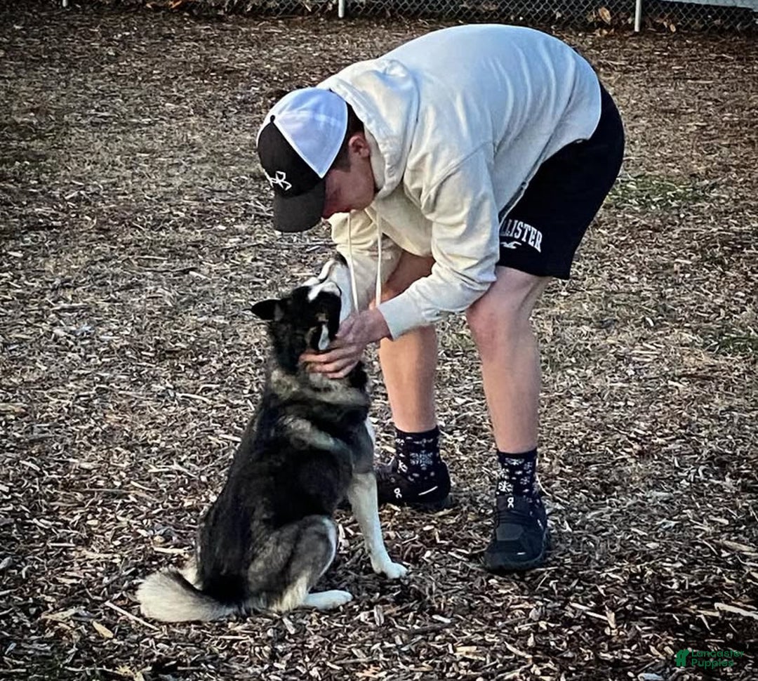 Pomsky dogs for sale: Snickers - Ad 9