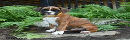 Boxer dogs for sale: Mudge - Ad 1