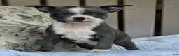 Boston Terrier dogs for sale: Robin - Ad 5