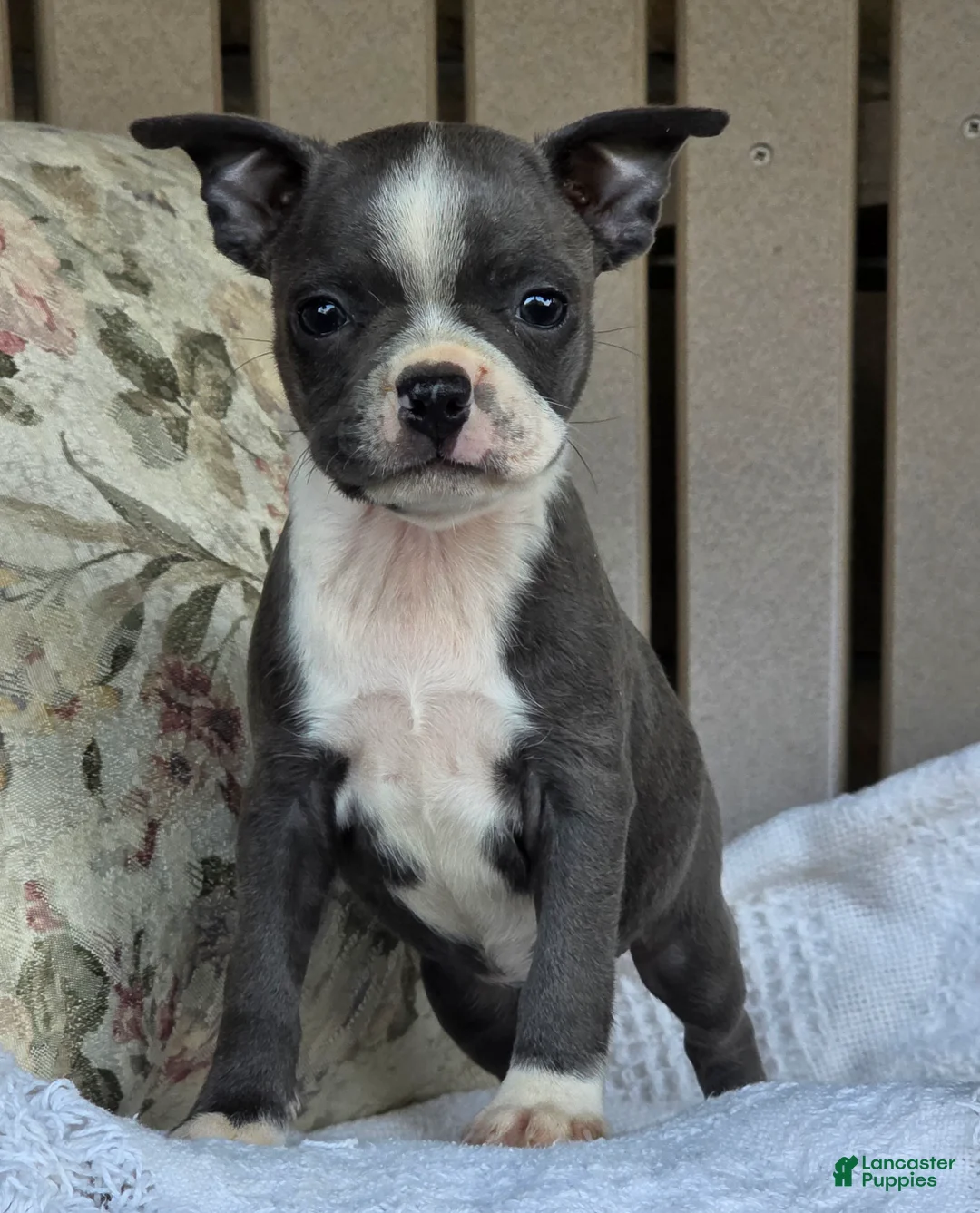 Boston Terrier dogs for sale: Robin - Ad 5