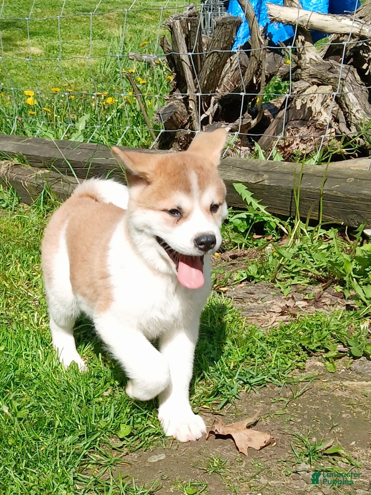 Akita dogs Cypress - Ad 2