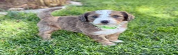 Bernedoodle dogs for sale: Patch - Ad 2