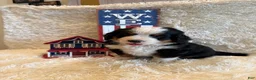 Bernese Mountain Dog dogs for sale: Dean - Ad 17