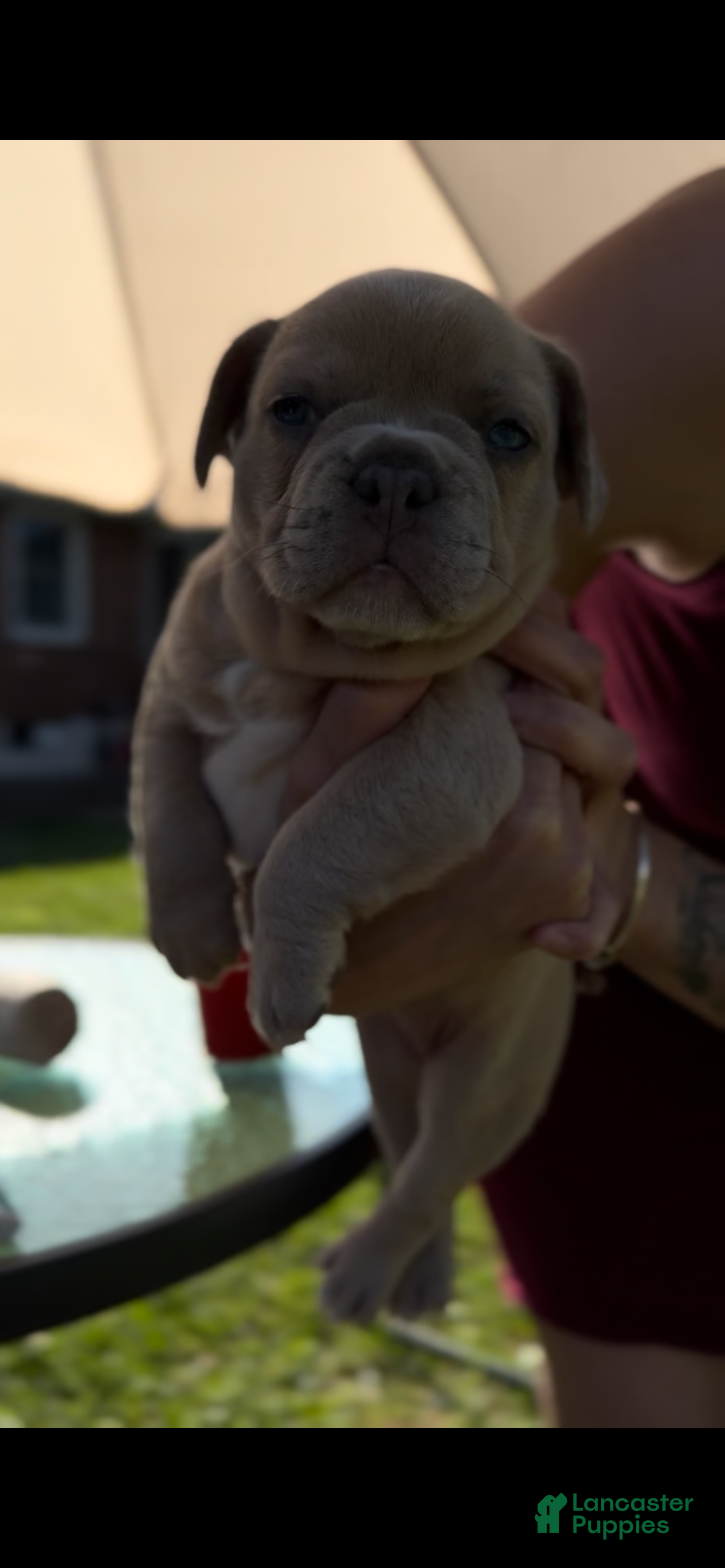 French Bulldog dogs Bella - Ad 12