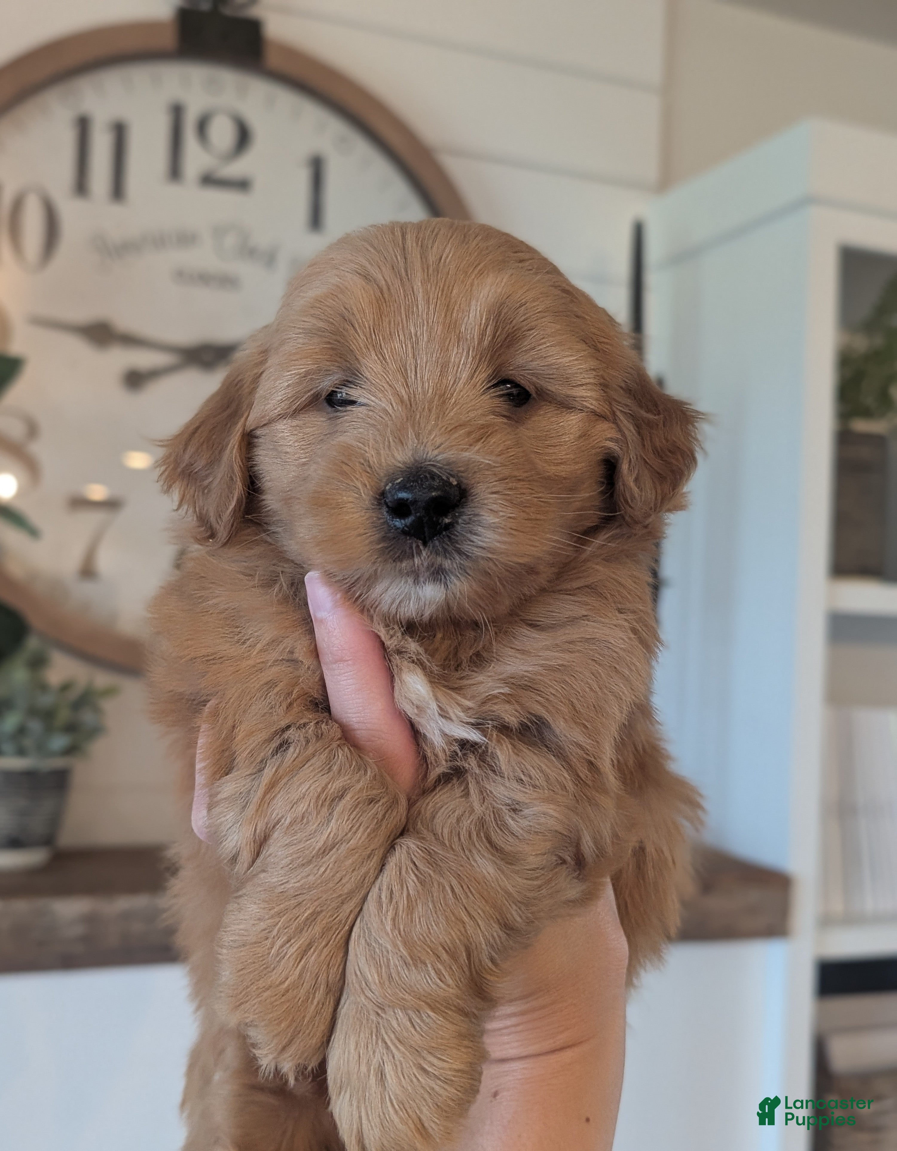 Mini Goldendoodle dogs Riley - Ad 2