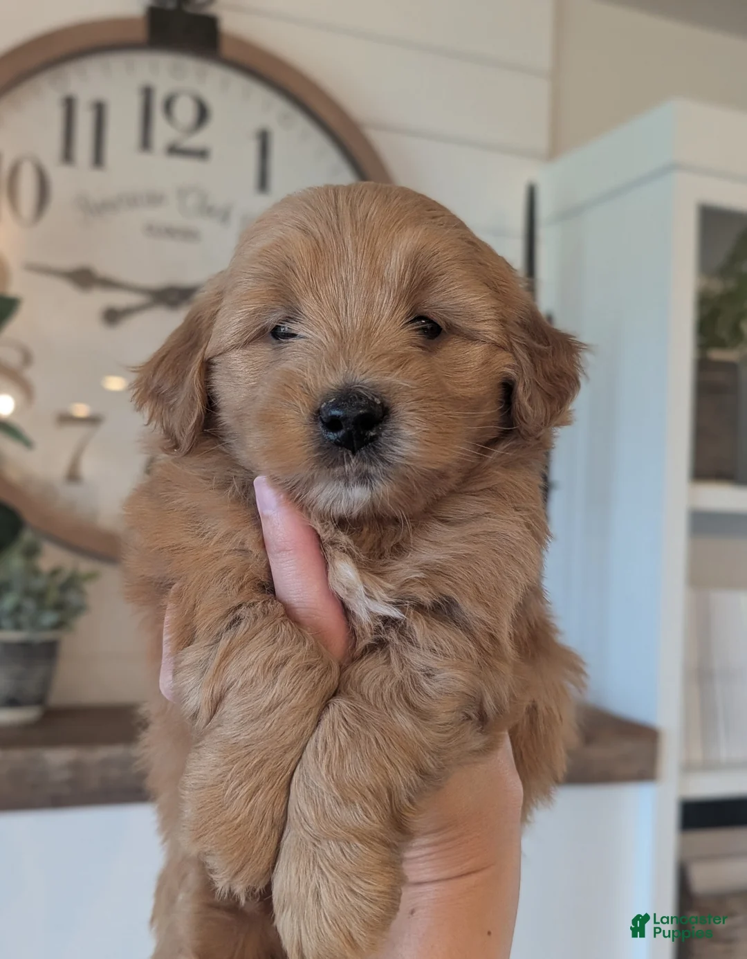 Mini Goldendoodle dogs for sale: Riley - Ad 2