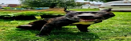 Presa Canario dogs for sale: Presa Canario Puppy 1 - Ad 12