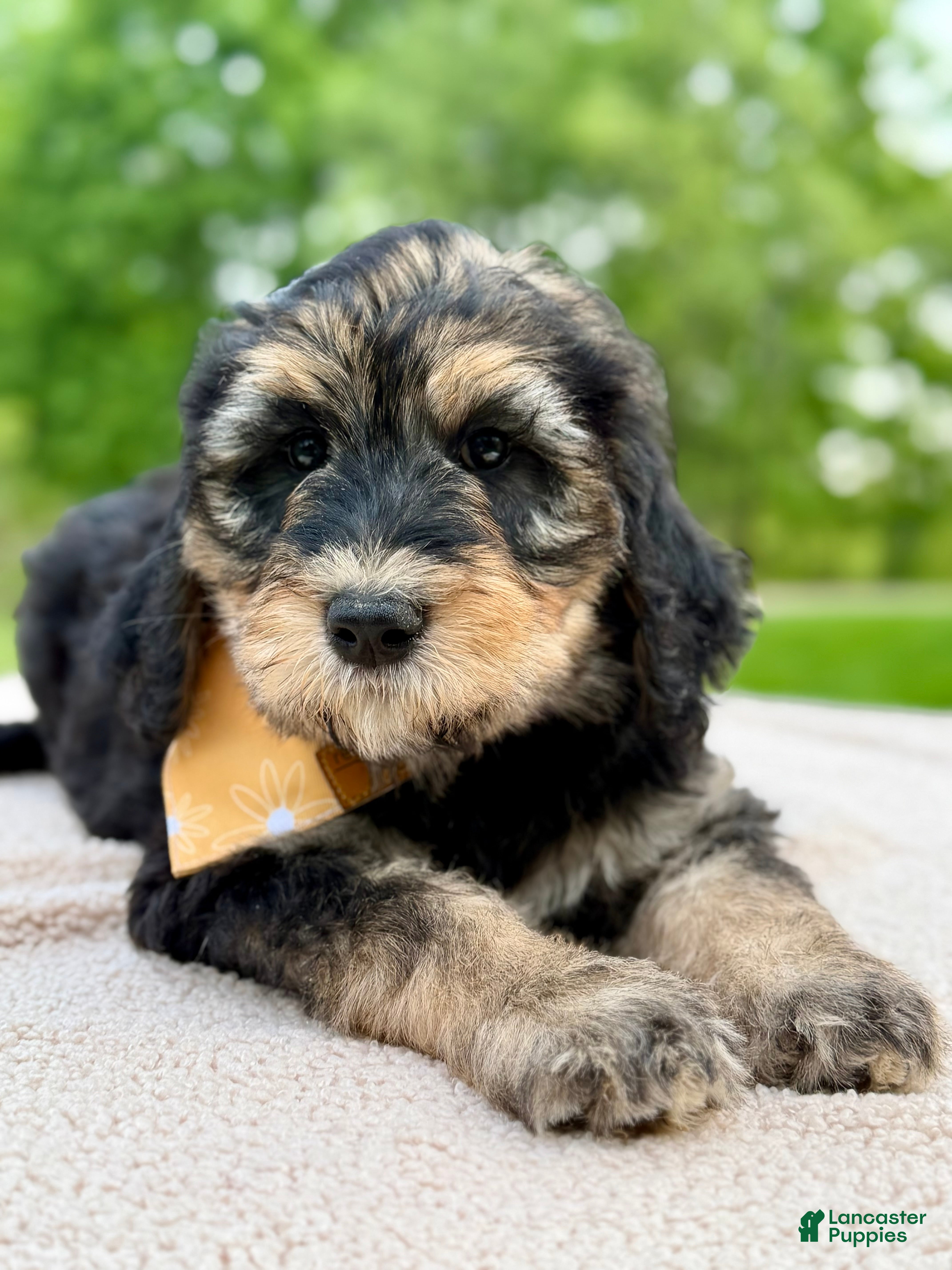 Goldendoodle dogs Everest  - Ad 1