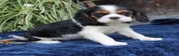 Cavalier King Charles Spaniel dogs for sale: Java  - Ad 4
