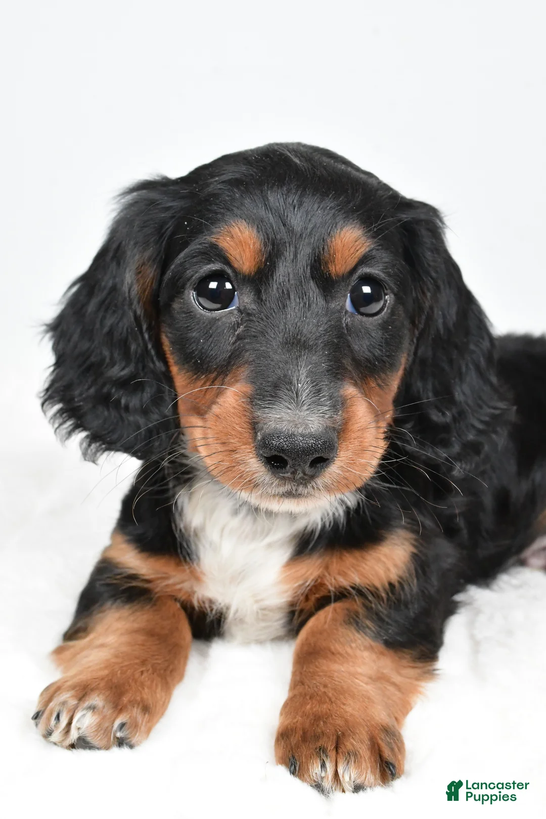 Dachshund dogs for sale: Beau - Ad 3