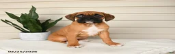 Boxer dogs for sale: Jade - Ad 1