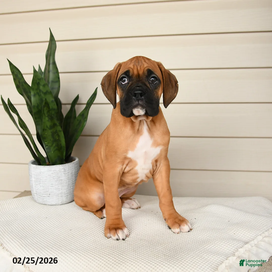 Boxer dogs for sale: Jade - Ad 1