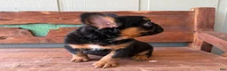 French Bulldog dogs for sale: Bear - Ad 3