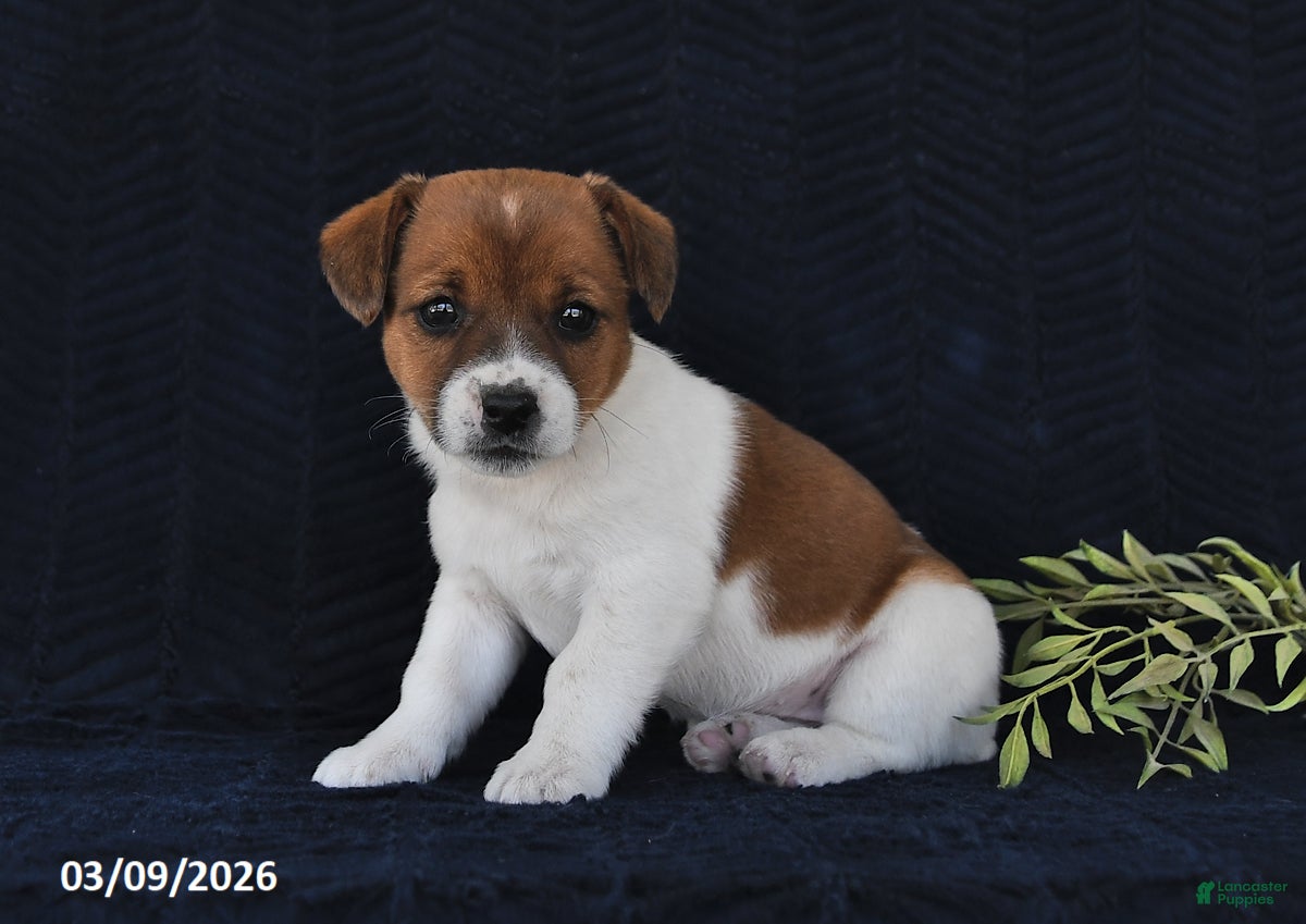 Jack Russell Terrier dogs Wendy - Ad 2