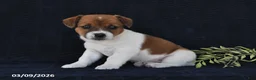 Jack Russell Terrier dogs for sale: Wendy - Ad 2