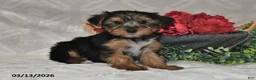 Yorkshire Terrier dogs for sale: Brooklyn - Ad 5