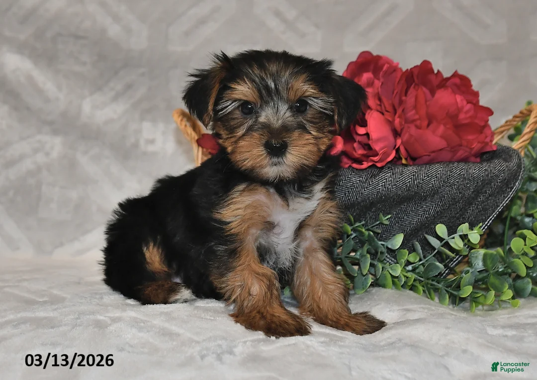 Yorkshire Terrier dogs for sale: Brooklyn - Ad 5