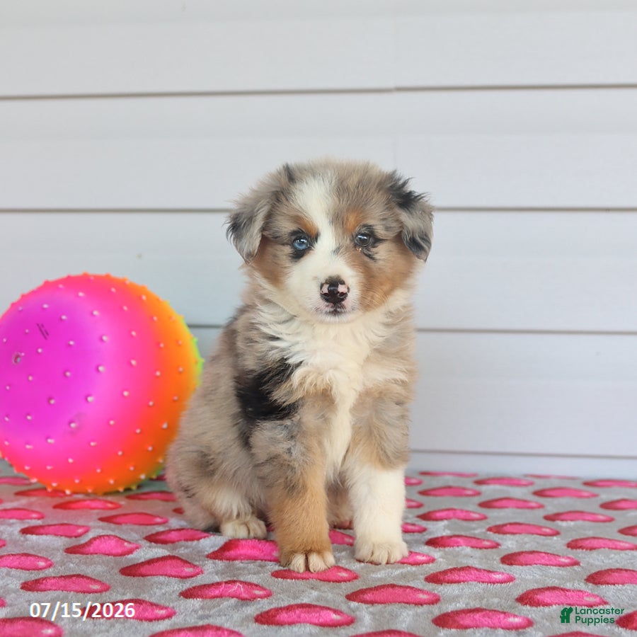 Miniature Australian Shepherd dogs Auggie - Ad 1