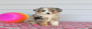 Auggie