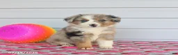 Miniature Australian Shepherd dogs for sale: Auggie - Ad 1