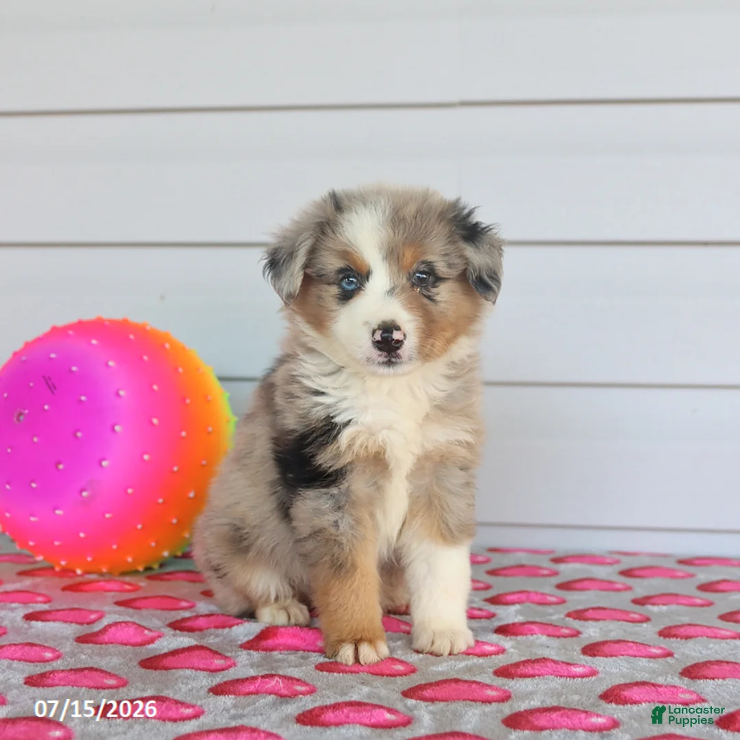 Miniature Australian Shepherd dogs for sale: Auggie - Ad 1