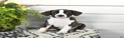 Beaglier dogs for sale: Maisie - Ad 3