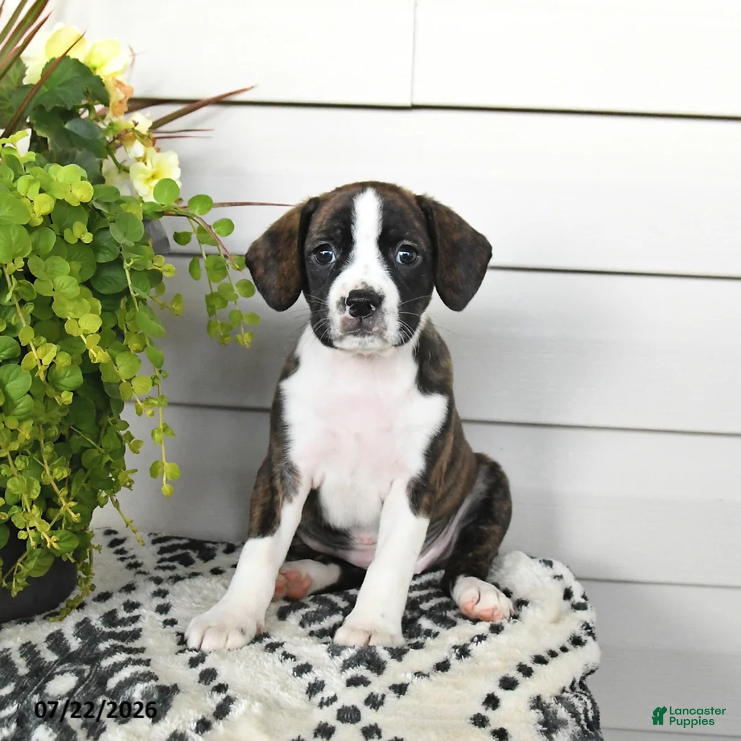 Beaglier dogs for sale: Maisie - Ad 3