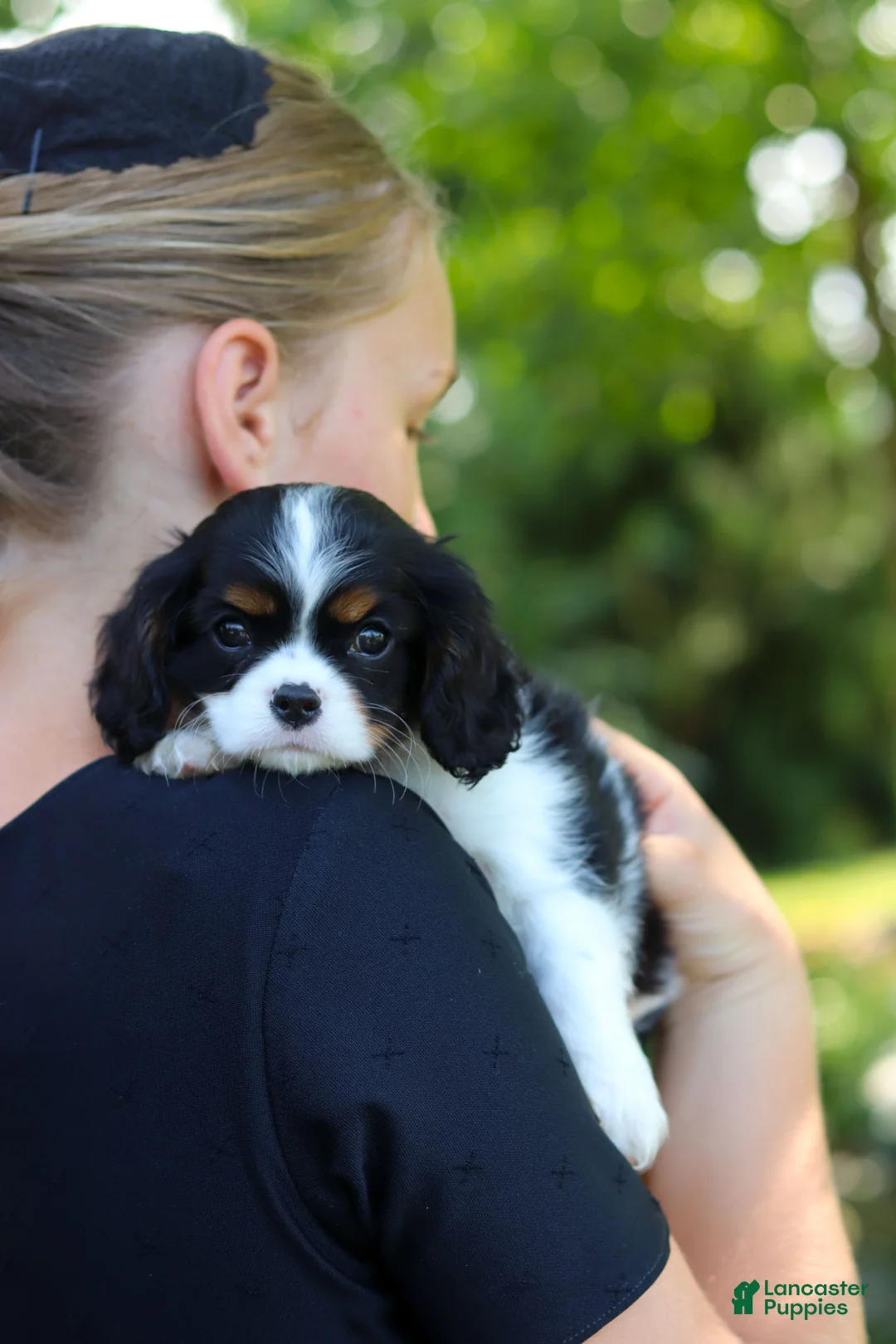Cavalier King Charles Spaniel dogs for sale: Leo - Ad 10