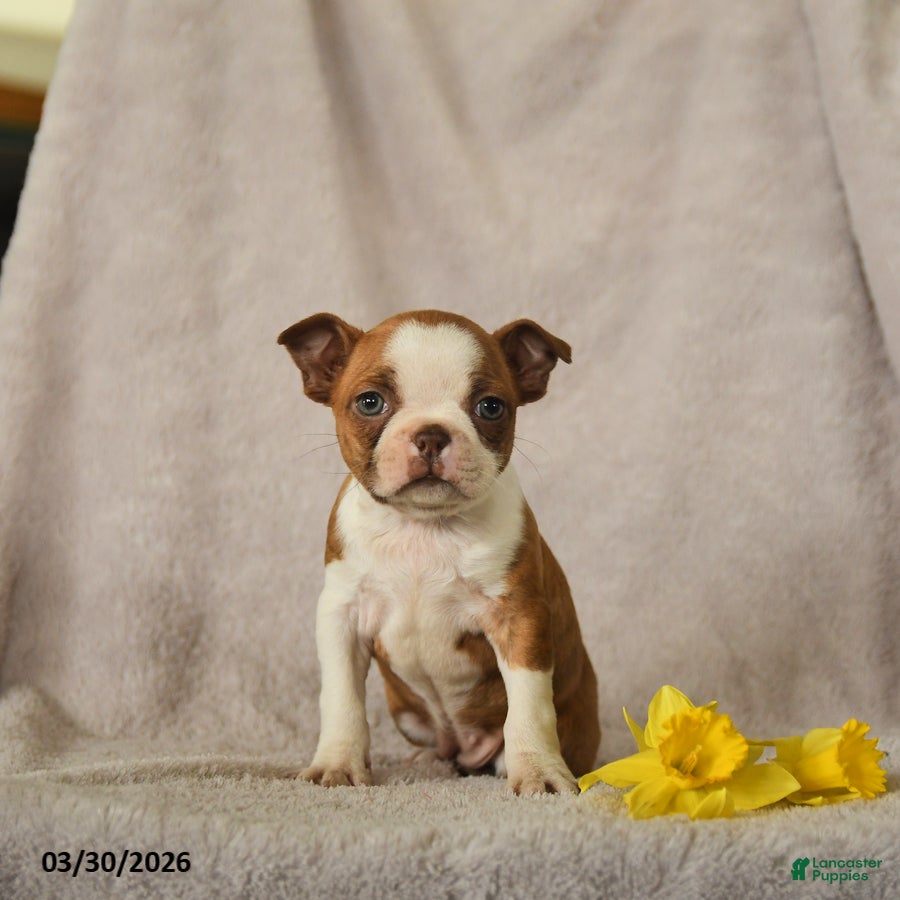 Boston Terrier dogs Daffodile - Ad 1