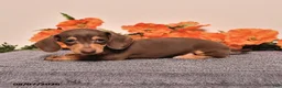 Miniature Dachshund dogs for sale: Isaiah - Ad 4