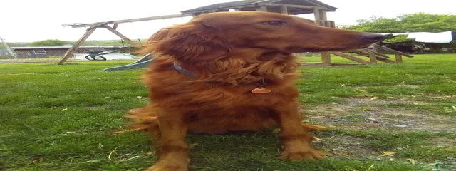 Rosie 
