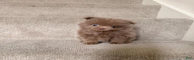 Nick