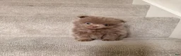 Pomeranian dogs for sale: Nick - Ad 1