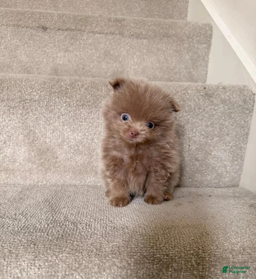 Pomeranian dogs for sale: Nick - Ad 1