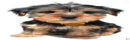 Yorkshire Terrier dogs for sale: Beverly - Ad 6