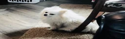 Pomeranian dogs for sale: Trumpet  - Ad 2